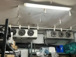 1#7741 Compendio di azienda dedita alla macellazione e al commercio all'ingrosso di bestiame