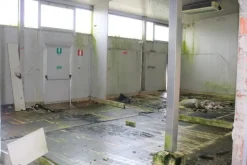 #21076 Complesso rurale con capannoni da ristrutturare