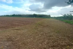 #24733 Due appezzamenti agricoli in zona rurale