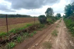 #24733 Due appezzamenti agricoli in zona rurale