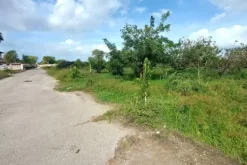 #24735 Due terreni agricoli e frustolo commerciale