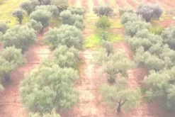 #25778 Enfiteusi su appezzamento agricolo