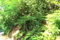 #24424 Fabbricato rurale e terreni agricoli incolti