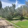 #26150 Fondo rustico con terreni e fabbricati collabenti