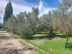 #26150 Fondo rustico con terreni e fabbricati collabenti
