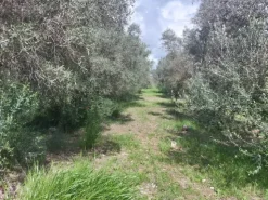 #26150 Fondo rustico con terreni e fabbricati collabenti