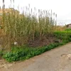 #25187 Frustolo di terreno in contesto residenziale