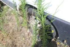 29#5495 Fugone Fiat Ducato