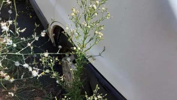 35#5491 Furgone Fiat Ducato