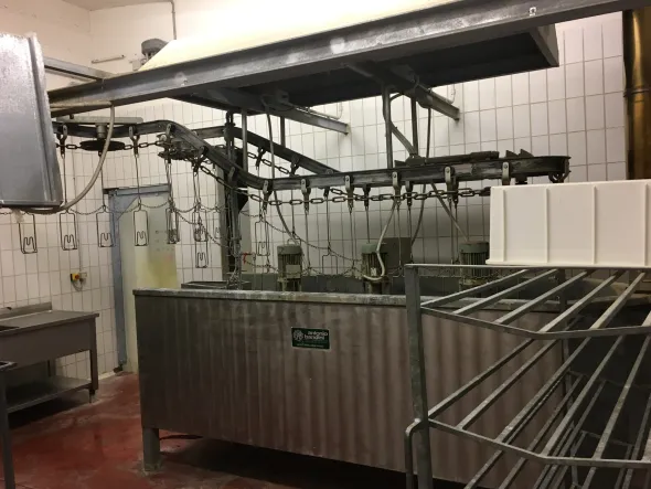 Impianto macellazione avicunicoli