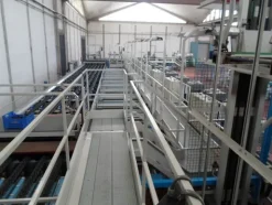 6#69013 Linea di selezione e confezionamento Sorma