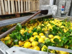Linea lavorazione frutta