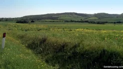 Oliveto in produzione