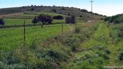 Oliveto in produzione