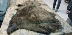 31#2618 Pellicceria ovina