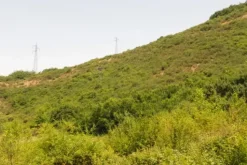 #9543 Quota 1/2 di terreno agricolo di 25.150 mq