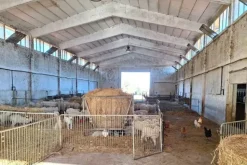 #25239 Stalla con rudere e terreni agricoli sparsi
