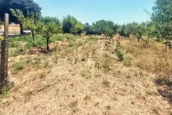#25687 Striscia di terreno adibita verde pubblico