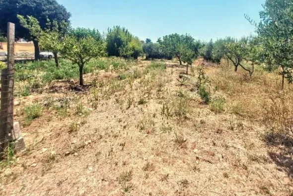 #25687 Striscia di terreno adibita verde pubblico