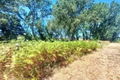#25687 Striscia di terreno adibita verde pubblico