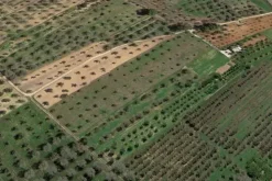 #20878 Striscia di terreno seminativo con uliveto