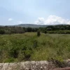 #20882 Terreni agricoli