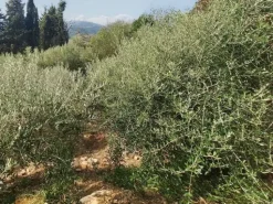 #24297 Terreni Agricoli a Todi - Sup. Tot 9330 mq