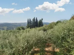 #24297 Terreni Agricoli a Todi - Sup. Tot 9330 mq