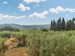 #24297 Terreni Agricoli a Todi - Sup. Tot 9330 mq