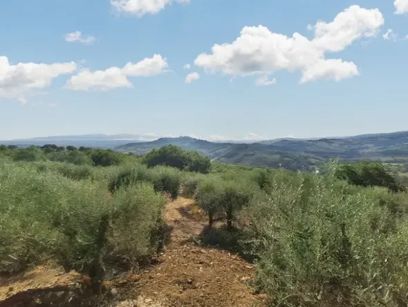 #24297 Terreni Agricoli a Todi - Sup. Tot 9330 mq