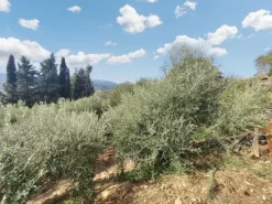 #24297 Terreni Agricoli a Todi - Sup. Tot 9330 mq