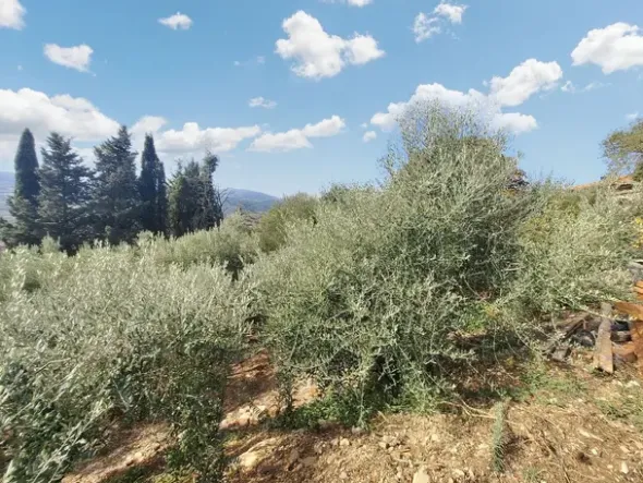 #24297 Terreni Agricoli a Todi - Sup. Tot 9330 mq