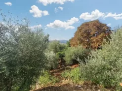 #24297 Terreni Agricoli a Todi - Sup. Tot 9330 mq