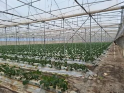 #23569 Terreni agricoli con impianti serricoli a Vittoria