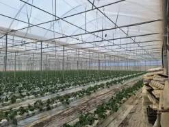 #23569 Terreni agricoli con impianti serricoli a Vittoria