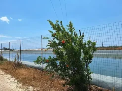 #23569 Terreni agricoli con impianti serricoli a Vittoria