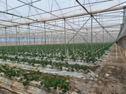 #23569 Terreni agricoli con impianti serricoli a Vittoria