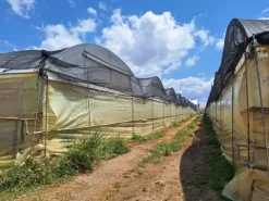 #23566 Terreni agricoli con serre e fabbricati rurali a Vittoria
