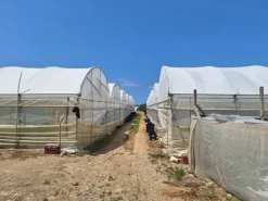#23567 Terreni agricoli con serre e fabbricati rurali ad Acate