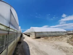 #23567 Terreni agricoli con serre e fabbricati rurali ad Acate