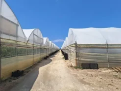 #23567 Terreni agricoli con serre e fabbricati rurali ad Acate