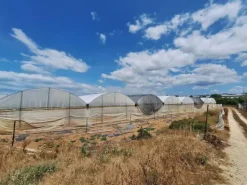 #23567 Terreni agricoli con serre e fabbricati rurali ad Acate