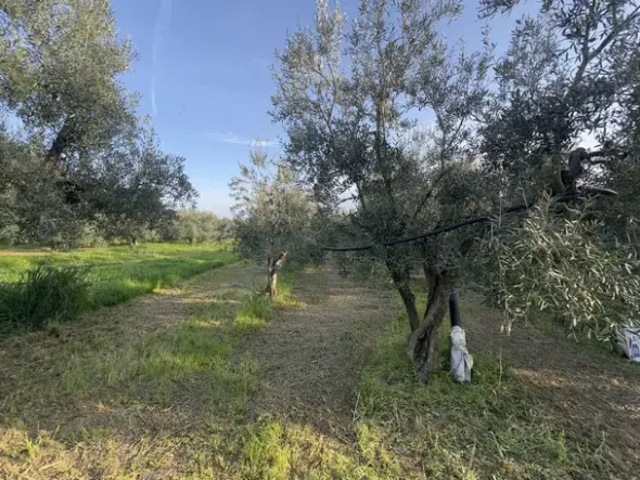 #2638900 Terreni agricoli di 4.486 mq