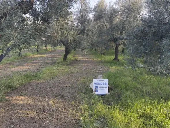 #2638900 Terreni agricoli di 4.486 mq