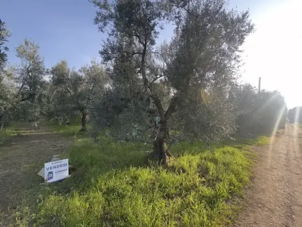 #2638900 Terreni agricoli di 4.486 mq