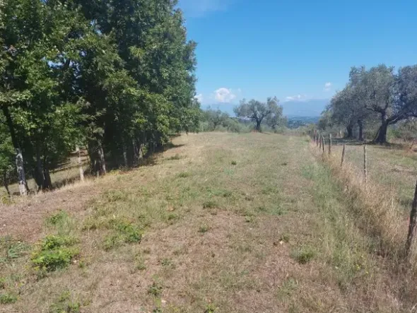 #18675 Terreni agricoli di mq 13.295