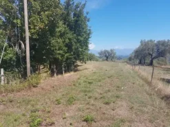 #18675 Terreni agricoli di mq 13.295