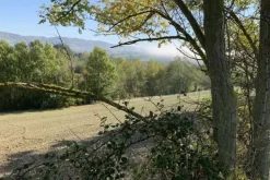 #19966 Terreni agricoli di 183506 mq