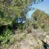 #23177 Terreni agricoli nel comune di San Bartolomeo al Mare