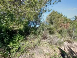 #23177 Terreni agricoli nel comune di San Bartolomeo al Mare